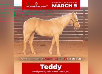 American Quarter Horse, Stallone, 1 Anno, 142 cm, Palomino