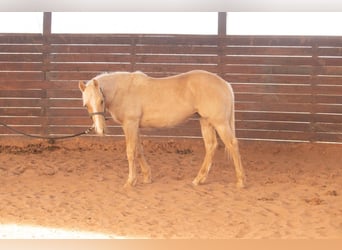 American Quarter Horse, Stallone, 1 Anno, 142 cm, Palomino