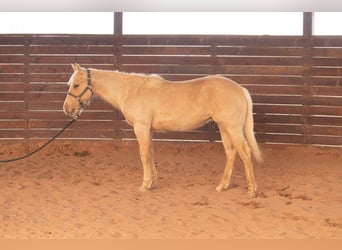 American Quarter Horse, Stallone, 1 Anno, 142 cm, Palomino