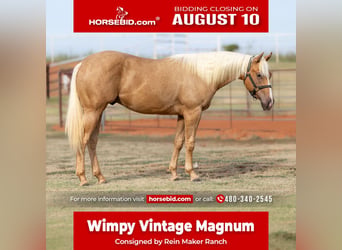 American Quarter Horse, Stallone, 1 Anno, 142 cm, Palomino