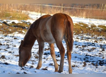 American Quarter Horse Mix, Stallone, 1 Anno, 142 cm, Red dun