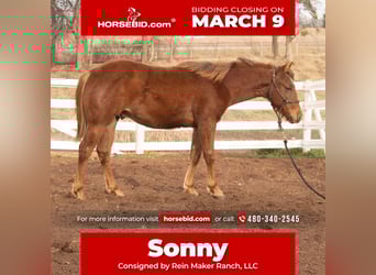 American Quarter Horse, Stallone, 1 Anno, 142 cm, Sauro ciliegia