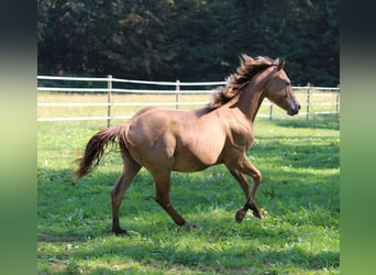 American Quarter Horse, Stallone, 1 Anno, 143 cm, Champagne