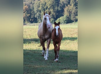 American Quarter Horse, Stallone, 1 Anno, 148 cm, Baio