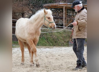 American Quarter Horse, Stallone, 1 Anno, 148 cm, Palomino