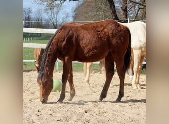 American Quarter Horse, Stallone, 1 Anno, 149 cm, Baio