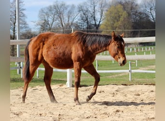 American Quarter Horse, Stallone, 1 Anno, 149 cm, Baio