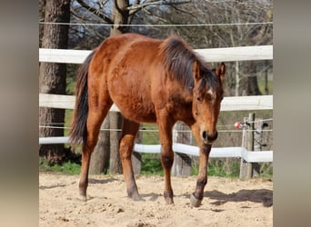 American Quarter Horse, Stallone, 1 Anno, 149 cm, Baio