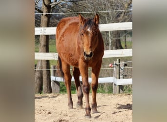 American Quarter Horse, Stallone, 1 Anno, 149 cm, Baio