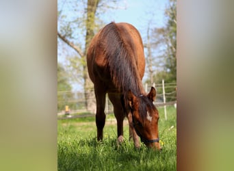 American Quarter Horse, Stallone, 1 Anno, 149 cm, Baio