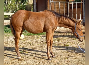 American Quarter Horse, Stallone, 1 Anno, 149 cm, Baio
