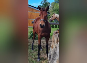 American Quarter Horse, Stallone, 1 Anno, 150 cm, Baio