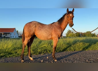 American Quarter Horse, Stallone, 1 Anno, 150 cm, Baio roano