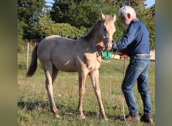 American Quarter Horse, Stallone, 1 Anno, 150 cm, Champagne
