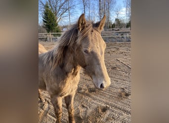 American Quarter Horse, Stallone, 1 Anno, 150 cm, Champagne