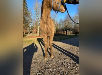 American Quarter Horse, Stallone, 1 Anno, 150 cm, Champagne