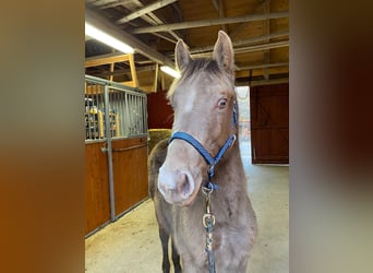 American Quarter Horse, Stallone, 1 Anno, 150 cm, Champagne