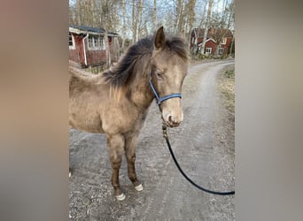 American Quarter Horse, Stallone, 1 Anno, 150 cm, Champagne