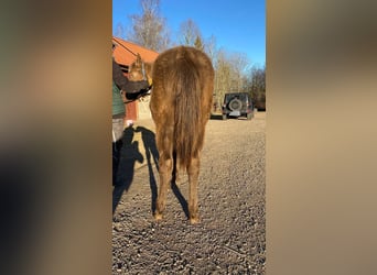 American Quarter Horse, Stallone, 1 Anno, 150 cm, Champagne