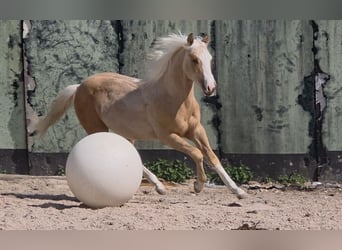 American Quarter Horse, Stallone, 1 Anno, 150 cm, Palomino