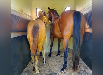 American Quarter Horse, Stallone, 1 Anno, 150 cm, Pelle di daino