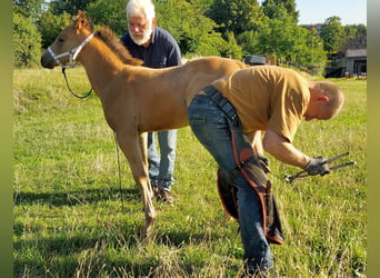 American Quarter Horse, Stallone, 1 Anno, 150 cm, Pelle di daino
