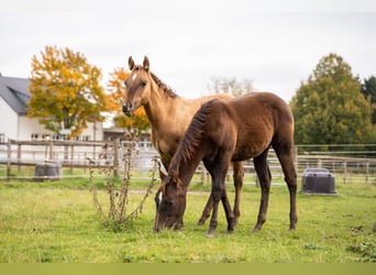American Quarter Horse, Stallone, 1 Anno, 150 cm, Red dun