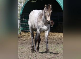 American Quarter Horse, Stallone, 1 Anno, 150 cm, Roano blu