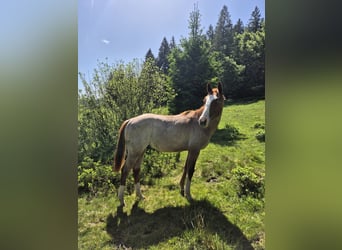 American Quarter Horse, Stallone, 1 Anno, 150 cm, Roano rosso