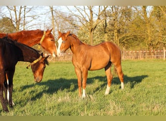 American Quarter Horse, Stallone, 1 Anno, 150 cm, Sauro