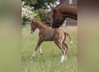 American Quarter Horse, Stallone, 1 Anno, 150 cm, Sauro
