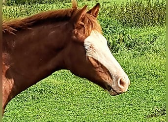 American Quarter Horse, Stallone, 1 Anno, 150 cm, Sauro
