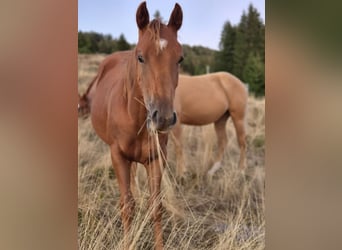 American Quarter Horse, Stallone, 1 Anno, 150 cm, Sauro