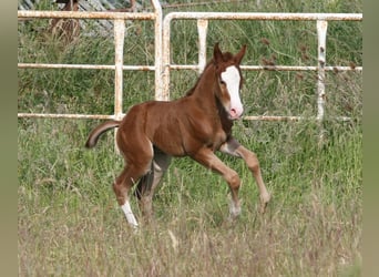 American Quarter Horse, Stallone, 1 Anno, 150 cm, Sauro