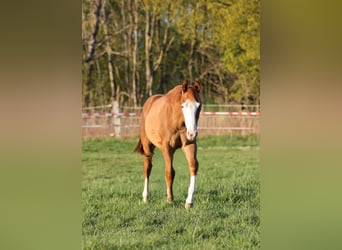 American Quarter Horse, Stallone, 1 Anno, 150 cm, Sauro