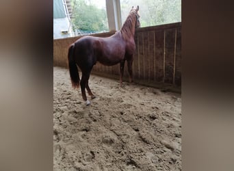 American Quarter Horse, Stallone, 1 Anno, 150 cm, Sauro