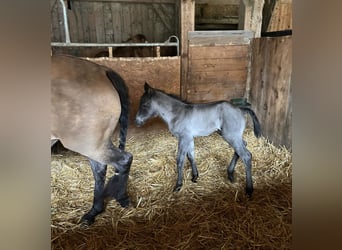 American Quarter Horse, Stallone, 1 Anno, 151 cm, Morello