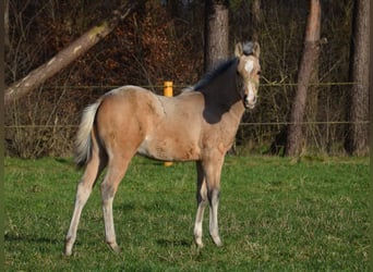 American Quarter Horse, Stallone, 1 Anno, 151 cm, Pelle di daino