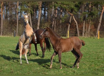 American Quarter Horse, Stallone, 1 Anno, 151 cm, Pelle di daino