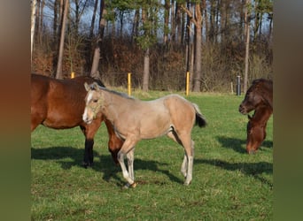 American Quarter Horse, Stallone, 1 Anno, 151 cm, Pelle di daino