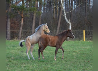 American Quarter Horse, Stallone, 1 Anno, 151 cm, Pelle di daino