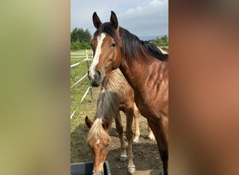 American Quarter Horse, Stallone, 1 Anno, 152 cm, Baio