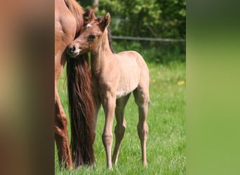 American Quarter Horse, Stallone, 1 Anno, 152 cm, Falbo