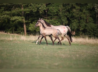 American Quarter Horse, Stallone, 1 Anno, 152 cm, Grullo