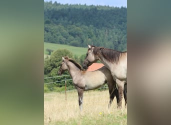 American Quarter Horse, Stallone, 1 Anno, 152 cm, Grullo