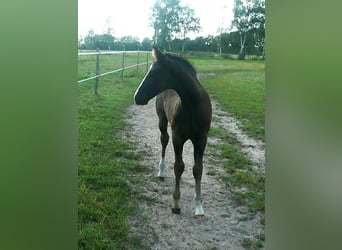 American Quarter Horse, Stallone, 1 Anno, 152 cm, Morello