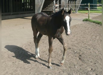 American Quarter Horse, Stallone, 1 Anno, 152 cm, Morello