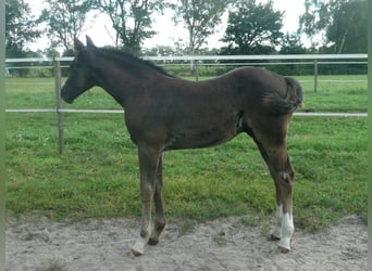 American Quarter Horse, Stallone, 1 Anno, 152 cm, Morello