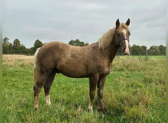 American Quarter Horse, Stallone, 1 Anno, 152 cm, Palomino