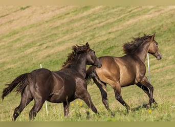 American Quarter Horse, Stallone, 1 Anno, 152 cm, Pelle di daino